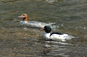 Duck, Common Merganser, 2007-03017232bb